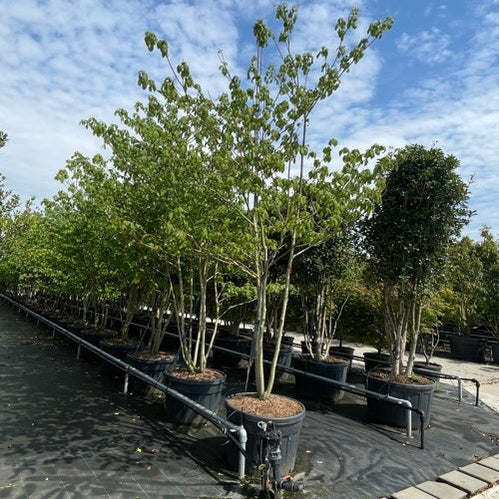 Pagodipensas - Cornus controversa 350-400 MS CONT