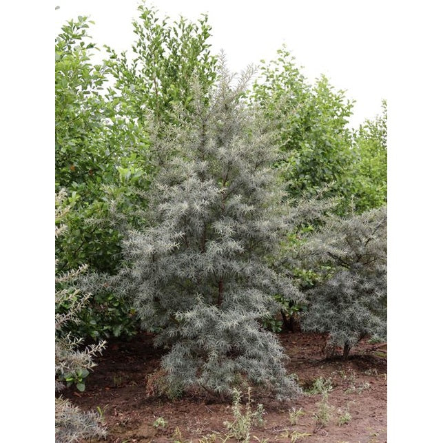 Ruusukki - Hippophae rhamnoides 250-300 MS DRKL