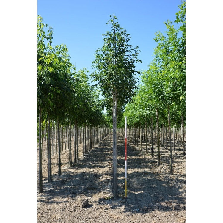 Mannaask - Fraxinus ornus - Rungon ympärys 14-16 cm, korkeus 3,5-4 metriä, HS,
