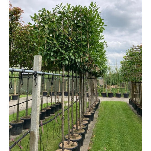 Varastohägg - Prunus laurocerasus &