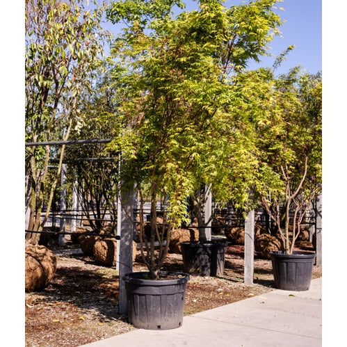 Japanilainen vaahtera - Acer palmatum &