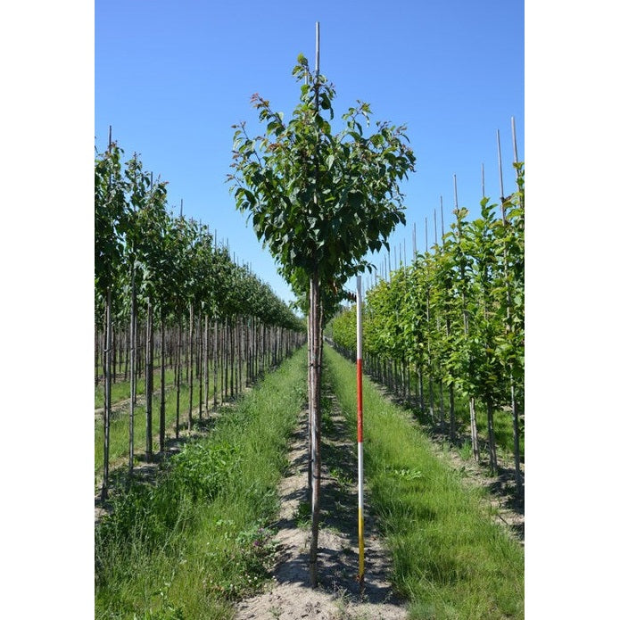 Bergkirsikka - Prunus sargentii 12-14 HS,