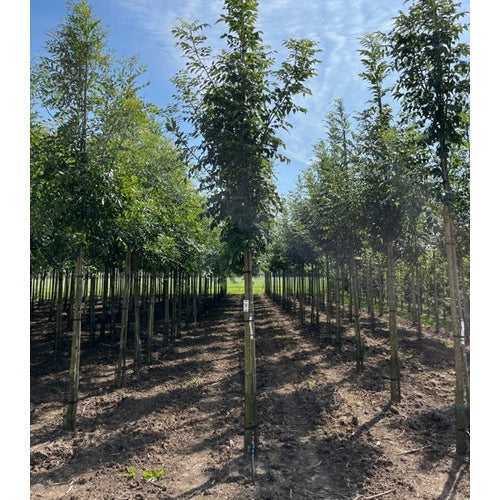 Ask - Fraxinus excelsior &