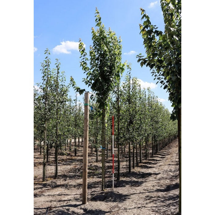 Punapuu - Acer rubrum &