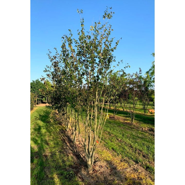 Papukaijapensas - Parrotia persica &