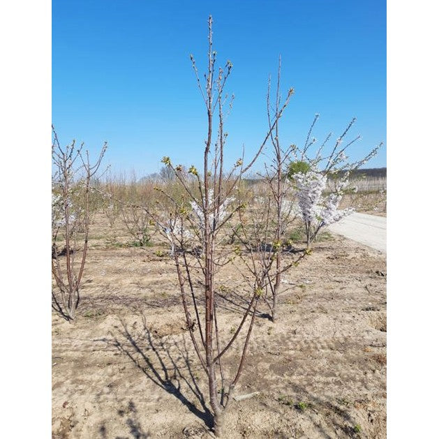 Makeamarja - Prunus avium &