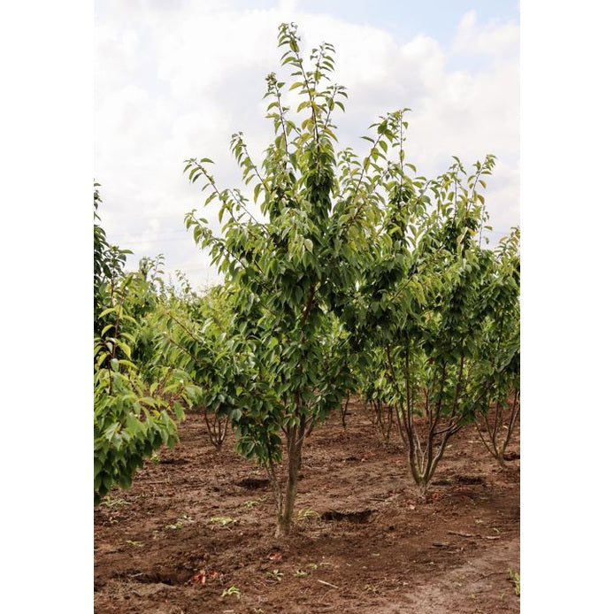 Koristekirsikka - Prunus serrulata &