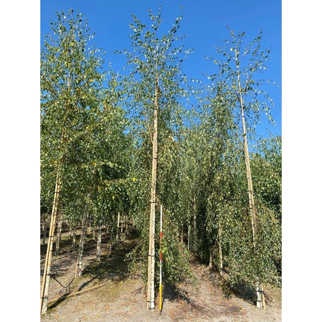Häkkypaju - Betula pendula &