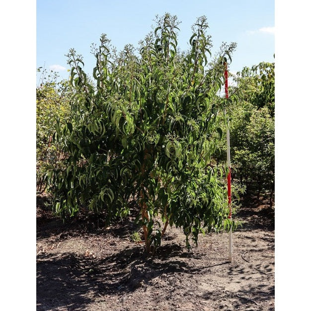 Kaprifoli - Heptacodium miconioides 200-250 MS