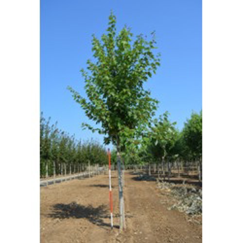 Freemanlönn - Acer freemanii &
