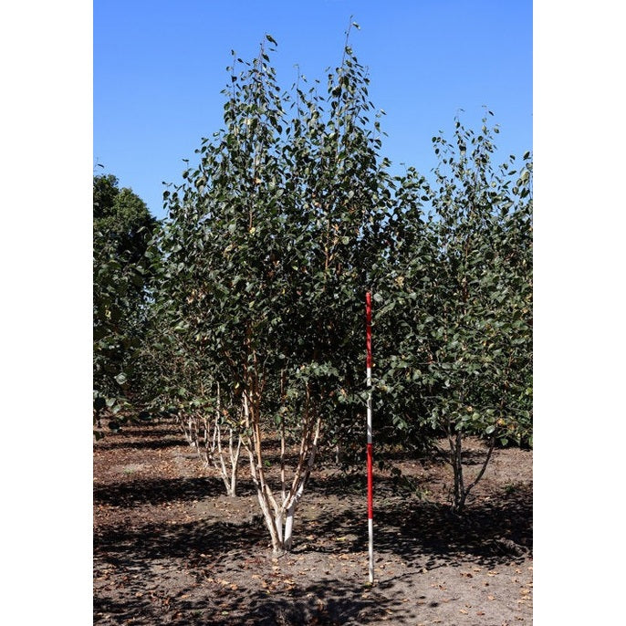 Everestkoivu - Betula utilis &