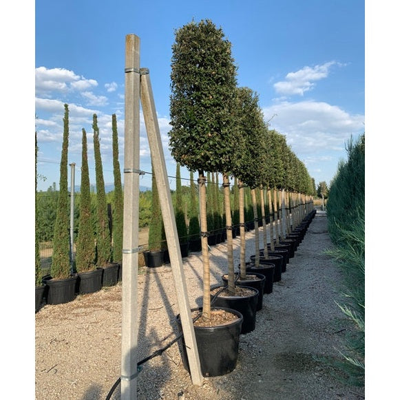 Stenek - Quercus ilex - Rungon ympärys 18-20 cm, korkeus 4 +/- metriä, HS, CONT