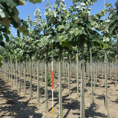 Silverlind - Tilia tomentosa &