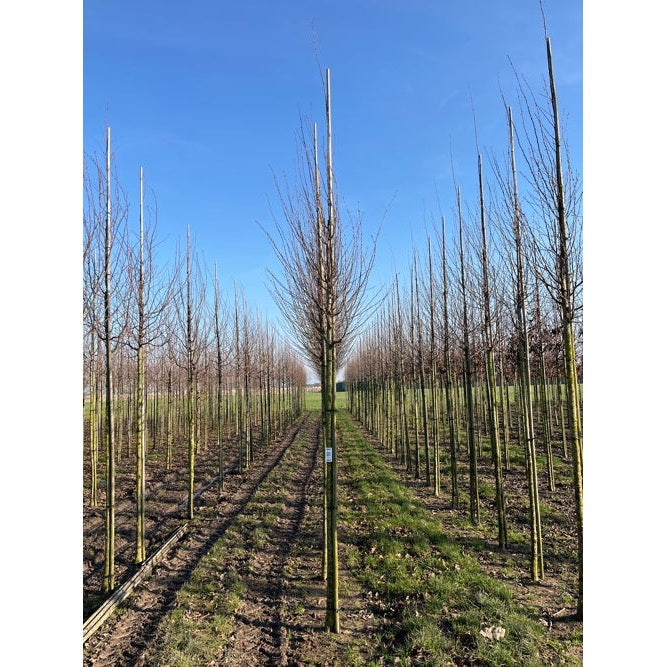 Pyramidatervapuu - Carpinus betulus &