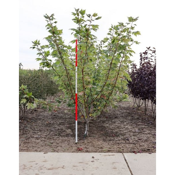 Freemanpalkka - Acer freemanii SYKSYN LOIMU 200-250 MS