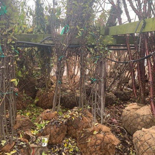 Saalis - Salix caprea 250-300 MS DRKL