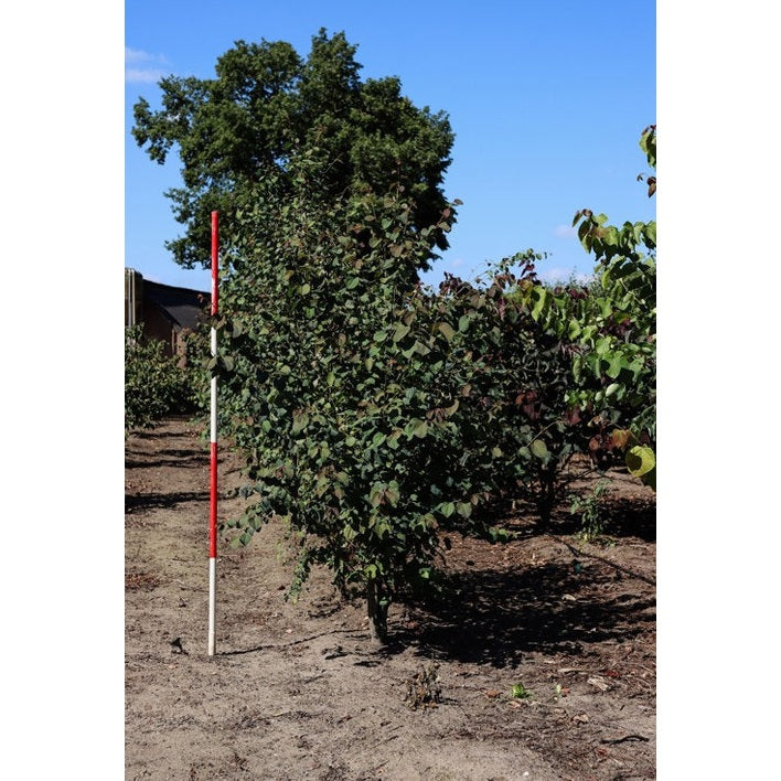 Katsura - Cercidiphyllum japonicum 200-250 MS