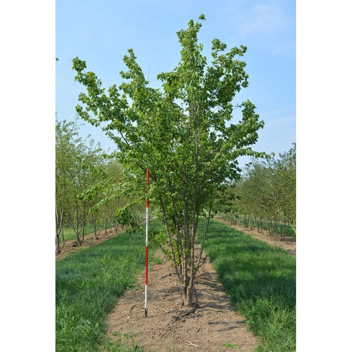 Tridentvaahtera - Acer buergerianum 350-400 MSTEM