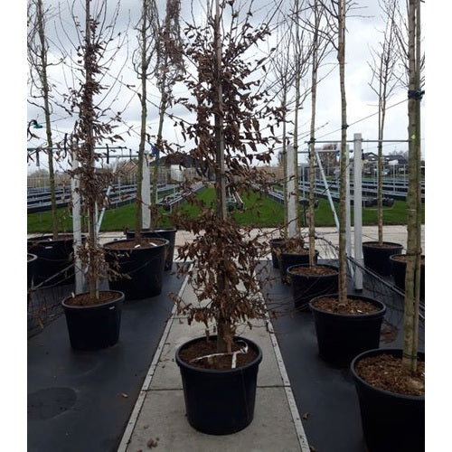 Avenbok - Carpinus betulus - Rungon ympärysmitta 16-18 cm, korkeus 3,5-4 metriä, GEV