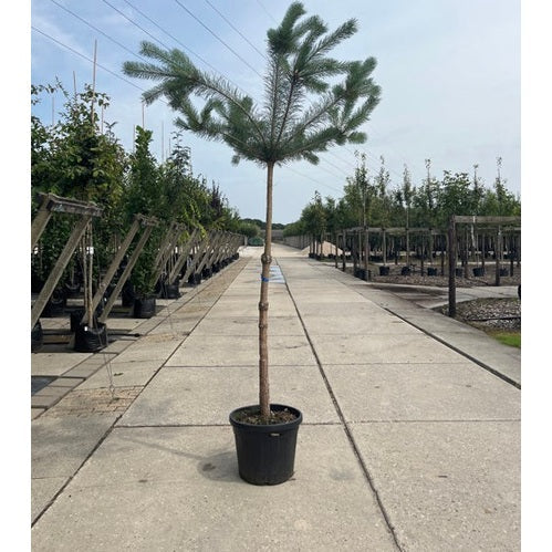 Puu - Pinus sylvestris - Rungon ympärys 14-16 cm, korkeus 3,5-4 metriä, HS, CONT
