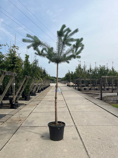 Puu - Pinus sylvestris - Rungon ympärys 16-18 cm, korkeus 3,5-4 metriä, HS, CONT