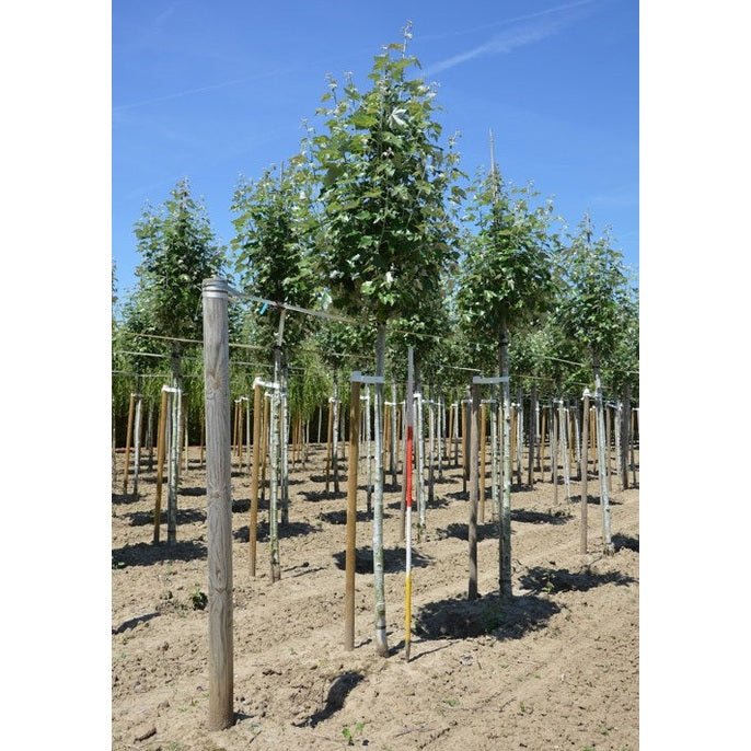 Hopeapoppeli - Populus alba &