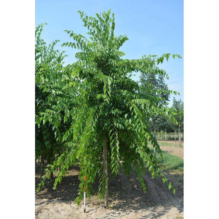 Bäralm - Celtis occidentalis - Rungon ympärys 16-18 cm, korkeus 3,5-4 metriä, HS,