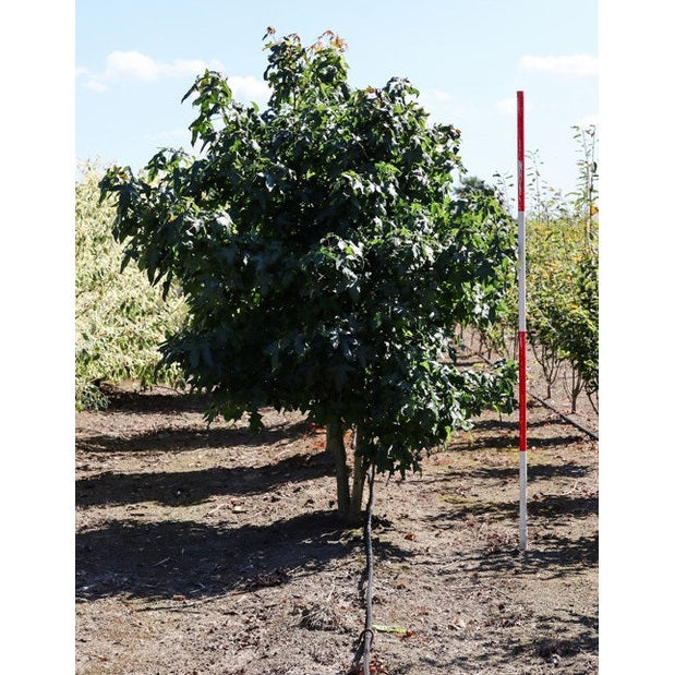 Ambrapuu - Liquidambar styraciflua 250-300 MS COCO