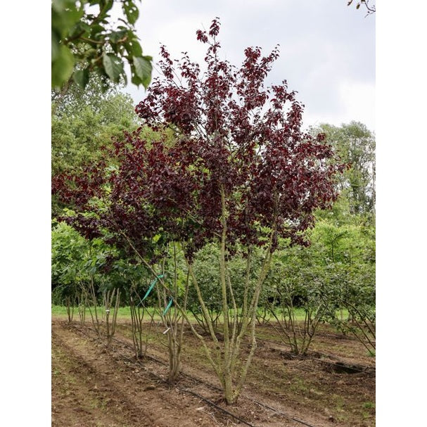 Kirsikkaluumu - Prunus cerasifera &