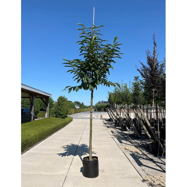 Aito kastanja - Castanea sativa - Rungon ympärys 14-16 cm, korkeus 3,5-4 metriä, HS, CONT