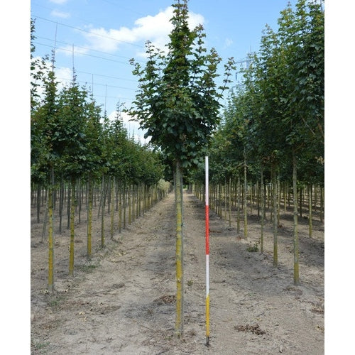Naverlönn - Acer campestre &