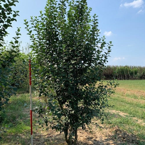 Villiomena - Malus sylvestris 250-300 MS DRKL