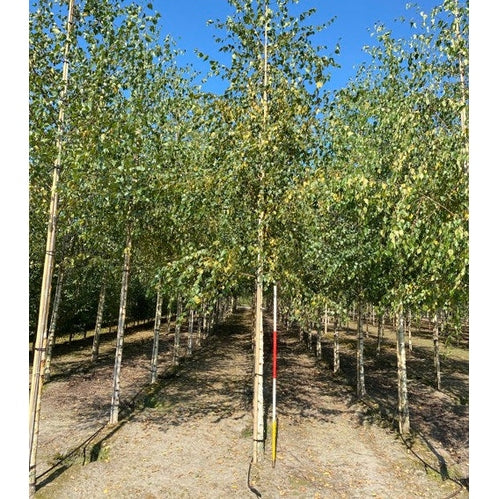 Häkkypaju - Betula pendula - Rungon ympärysmitta 16-18 cm, korkeus 3,5-4 metriä, HS,