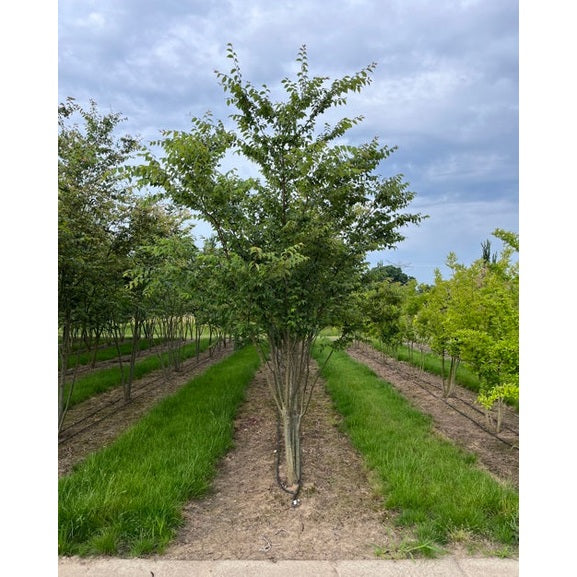 Japani zelkova - Zelkova serrata 350-400 MS