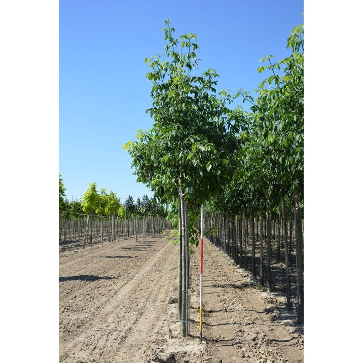 Purpurask - Fraxinus americana - Rungon ympärys 16-18 cm, korkeus 3,5-4 metriä, HS,