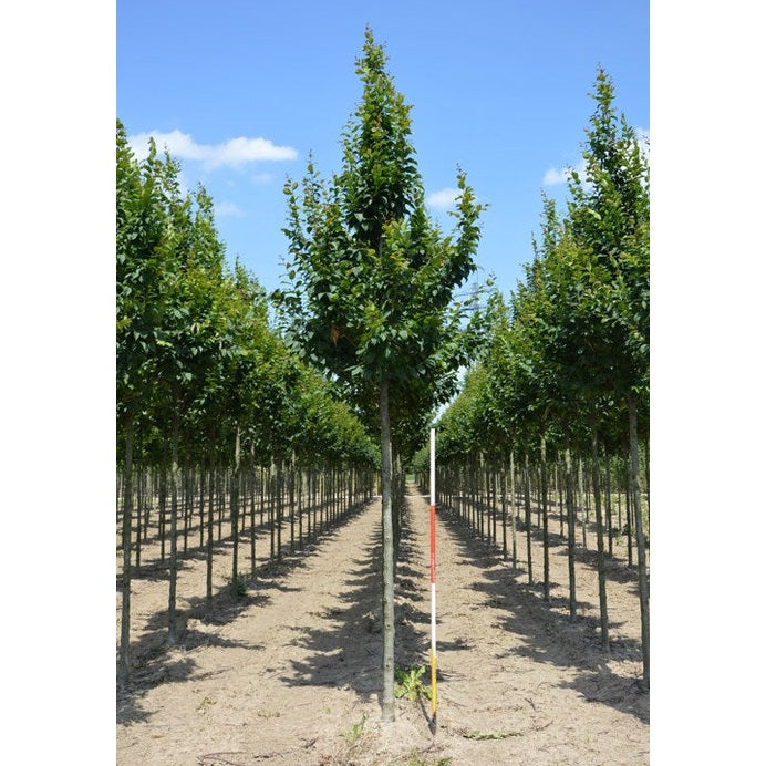 Pelarvenbok - Carpinus betulus &