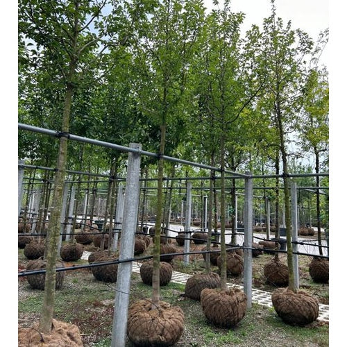 Japanilainen magnolia - Magnolia kobus - Rungon ympärys 20-25 cm, korkeus 4-4,5 metriä, HS, COCO