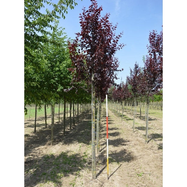 Kirsikkaluumu - Prunus cerasifera &