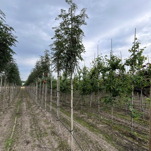Rönn - Sorbus aucuparia edulis - Rungon ympärys 14-16 cm, korkeus 3,5-4 metriä, HS,