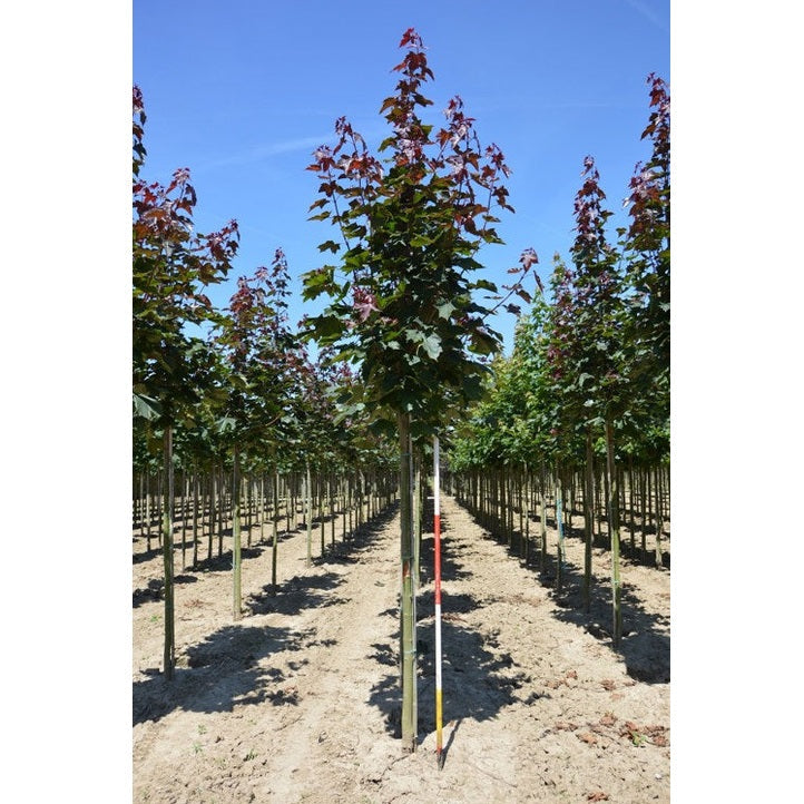 Vaahtera - Acer platanoides &