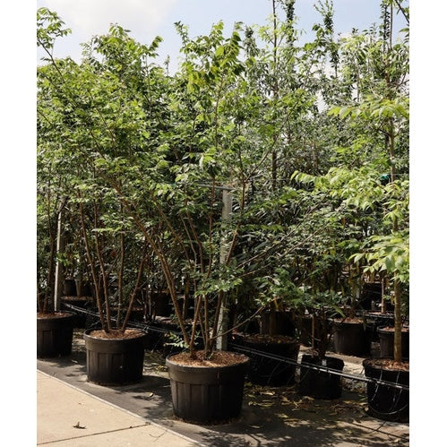 Japani zelkova -Zelkova serrata 300-350 MS CONT