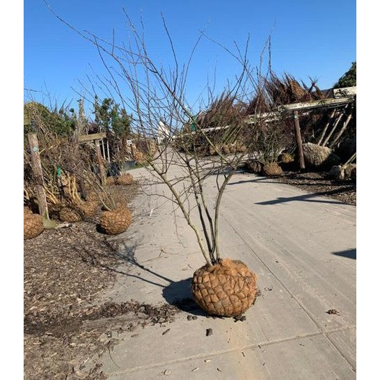 Prakthäggmispel - Amelanchier lamarckii 175-200 CM