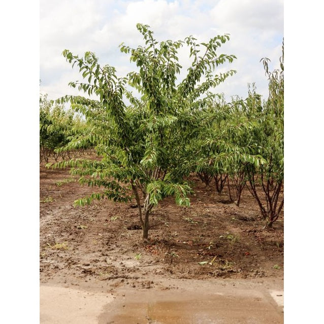 Tokyokirsikka - Prunus yedoensis 250-300 MS