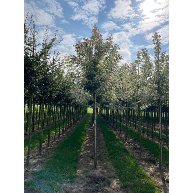 Asklönn - Acer negundo &