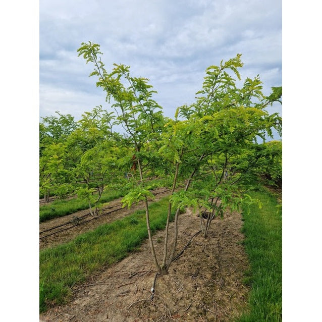 Korstörne - Gleditsia triacanthos &