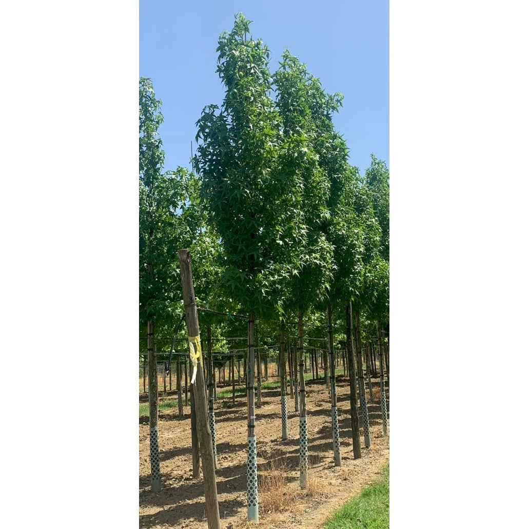 Ambrapuu - Liquidambar styraciflua &