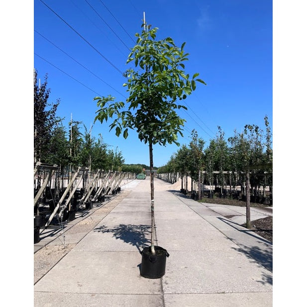 Pähkinä - Juglans regia &