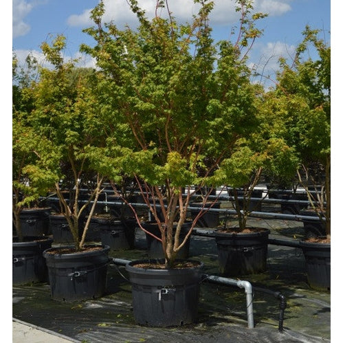 Japanilainen vaahtera - Acer palmatum &