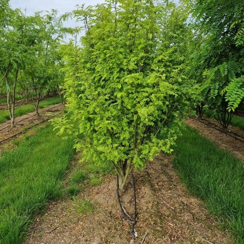 Korstörne - Gleditsia triacanthos &