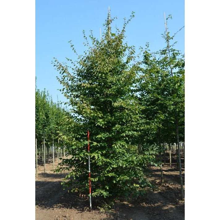 Avenbok - Carpinus betulus - Rungon ympärys 20-25 cm, korkeus 4-4,5 metriä, GEV